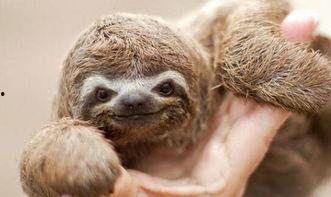 动物奶油爆料视频,视频爆料揭露行业黑幕